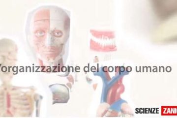 L'organizzazione del corpo umano