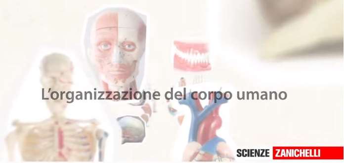 L'organizzazione del corpo umano