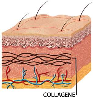 Collagene della pelle