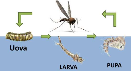 Ciclo di vita delle zanzare