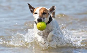 Come vedono i cani gli oggetti in movimento