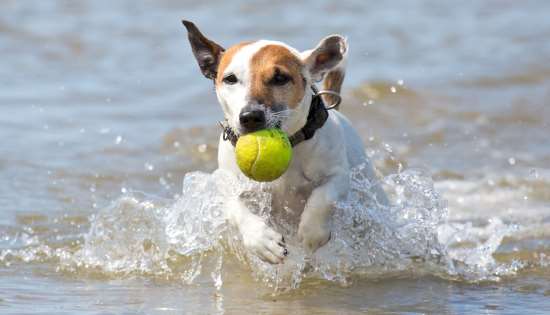 Come vedono i cani gli oggetti in movimento