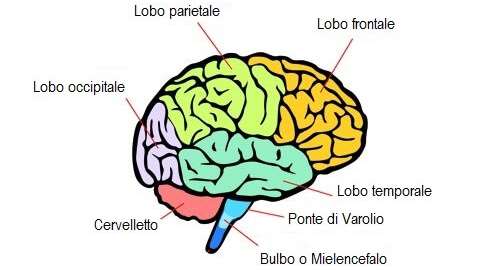 Come è fatto il cervello, l'organo più importante di tutto il corpo umano.