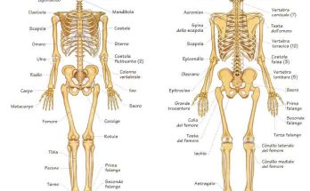 Lo scheletro del corpo umano vista frontale e posteriore di tutte le ossa