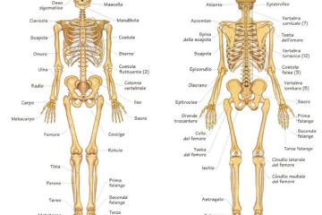 Lo scheletro del corpo umano vista frontale e posteriore di tutte le ossa