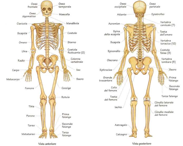 Il Corpo Umano Forum Plus