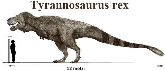 Tyrannosaurus Rex misure