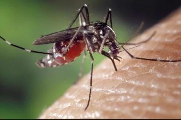 Zanzara femmina