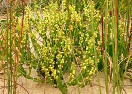 Baccharis Trimera erba medicinale indicata contro il diabete