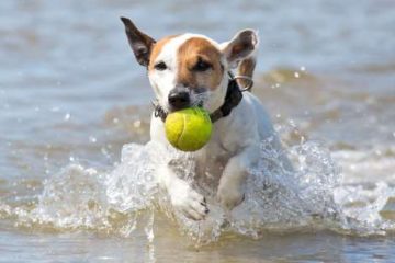 Come vedono i cani gli oggetti in movimento