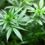 Cannabis come pianta ornamentale