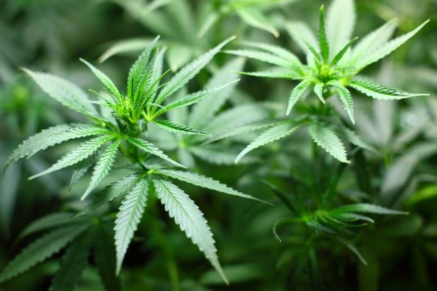 Cannabis come pianta ornamentale