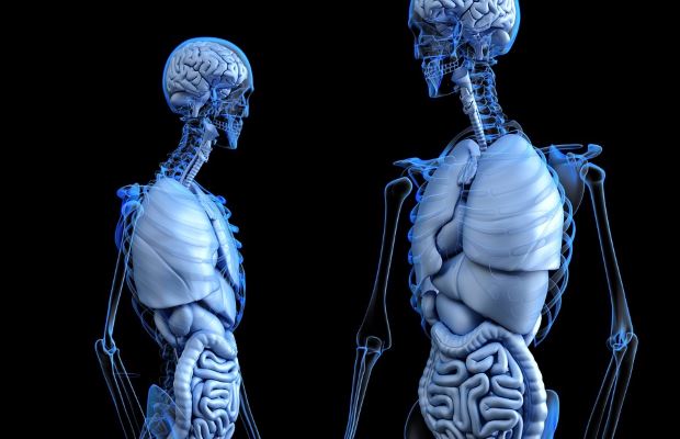 Scienze biologiche – Anatomia del corpo umano