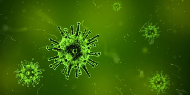 Sviluppo degli organismi – Alcuni virus al microscopio