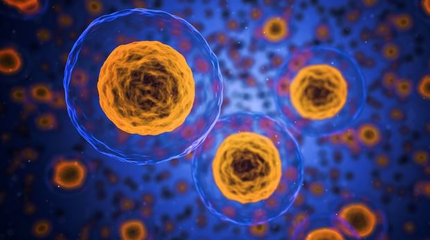 Teoria dello sviluppo delle cellule