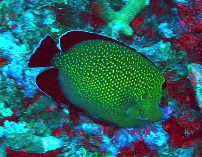 Apolemichthys xanthopunctatus
