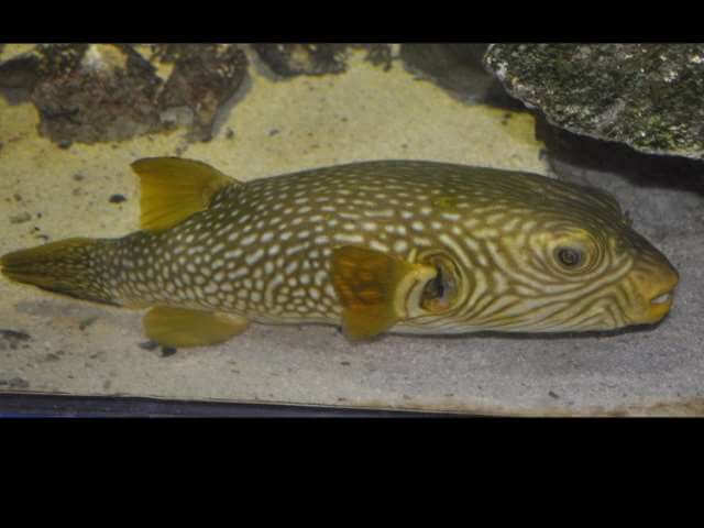 Arothron Reticularis (Pesce palla)