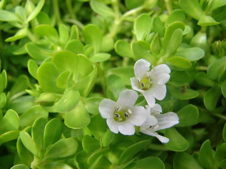 Bacopa monnieri