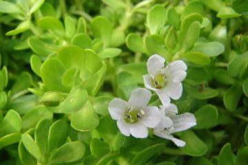 Bacopa monnieri